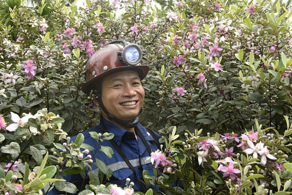 Thợ lò Nguyễn Văn Thanh, tổ trưởng tổ sản xuất phân xưởng khai thác 4 tranh thủ hái hoa sim về tặng vợ.
