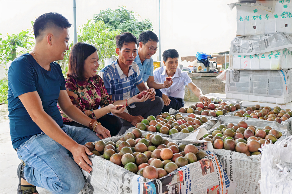 Mô hình trồng cây chanh leo tím của HTX sản xuất nông nghiệp tổng hợp Trường Giang tại thôn Trại Dinh, xã Đầm Hà (huyện Đầm Hà) cho hiệu quả kinh tế cao.