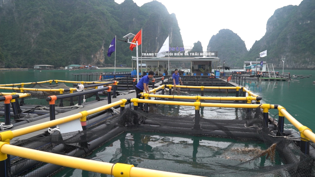 Nhờ cộng nghệ định vị, cơ sở NTTS ở khu vực xã Hạ Long, huyện Vân Đồn của Công ty CP Tập đoàn nhựa HDPE Trường Phát nhanh chóng xác định vị trí và thu hồi được toàn bộ hệ thống cơ sở lồng bè của mình, dù trước đó bị bão số 3 Yagi cuốn trôi.