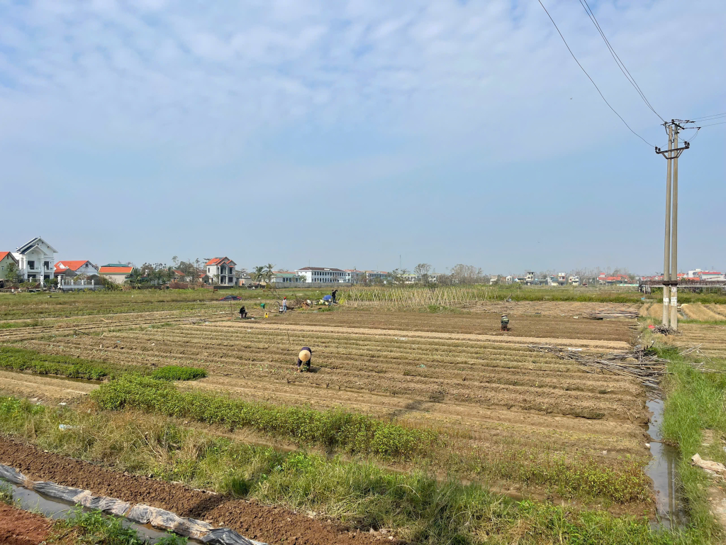 Người dân xã Tiền An (TX Quảng Yên) trồng rau an toàn vụ Đông.