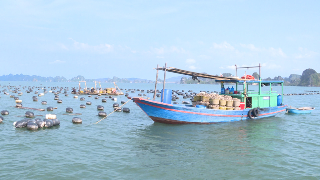 Đến nay, huyện Vân Đồn đã có 41% số hộ nuôi cá khắc phục được 2.650 ô lồng và 20 cơ sở xuống giống hàu với diện tích 150ha.