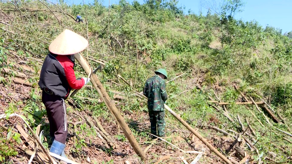 Người dân xã Đồn Đạc, huyện Ba Chẽ tận thu diện tích keo bị gãy đổ.