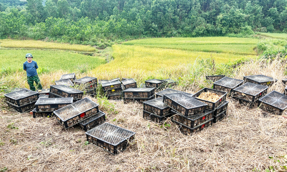 Đồn Biên phòng Pò Hèn: Bắt vụ vận chuyển trái phép gà giống không rõ nguồn gốc với số lượng lớn