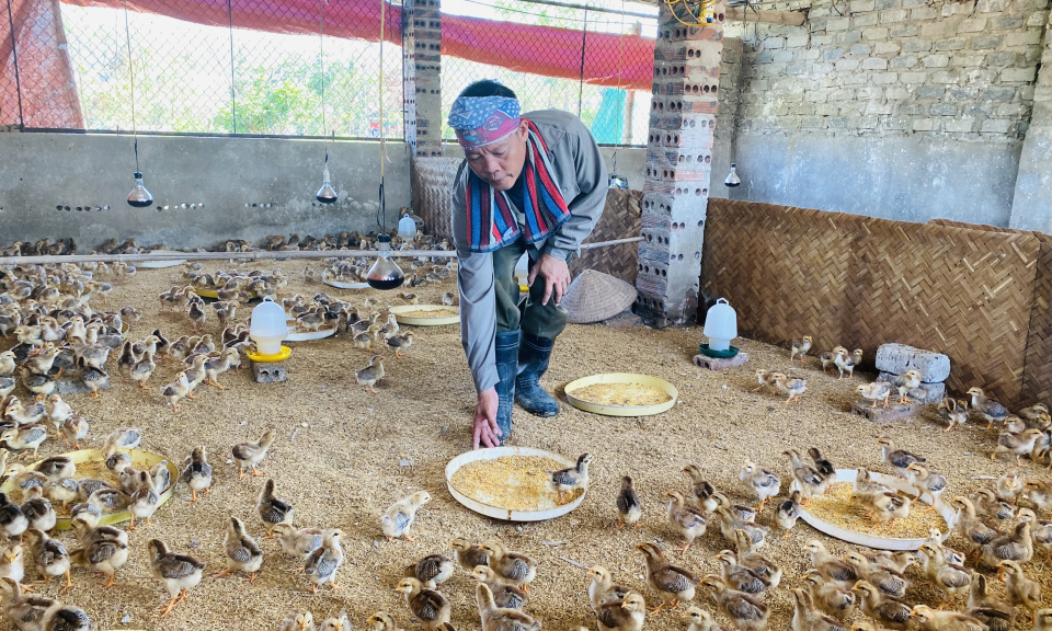 TX Quảng Yên: Nhanh chóng tái đàn vật nuôi