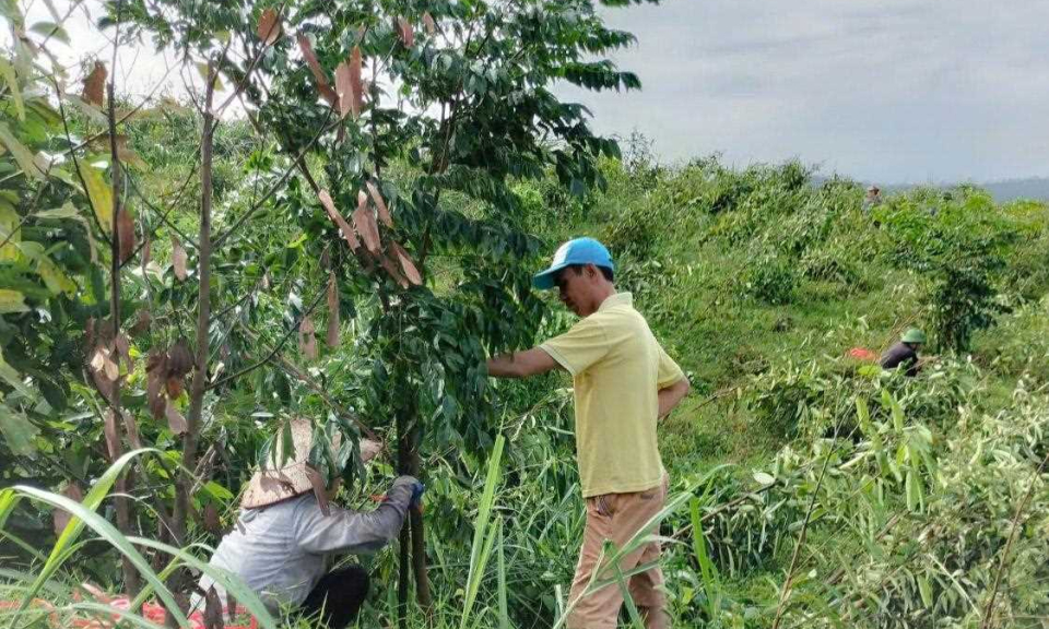 Bảo vệ rừng sau bão số 3