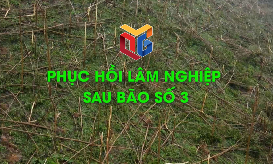 Phục hồi lâm nghiệp sau bão số 3