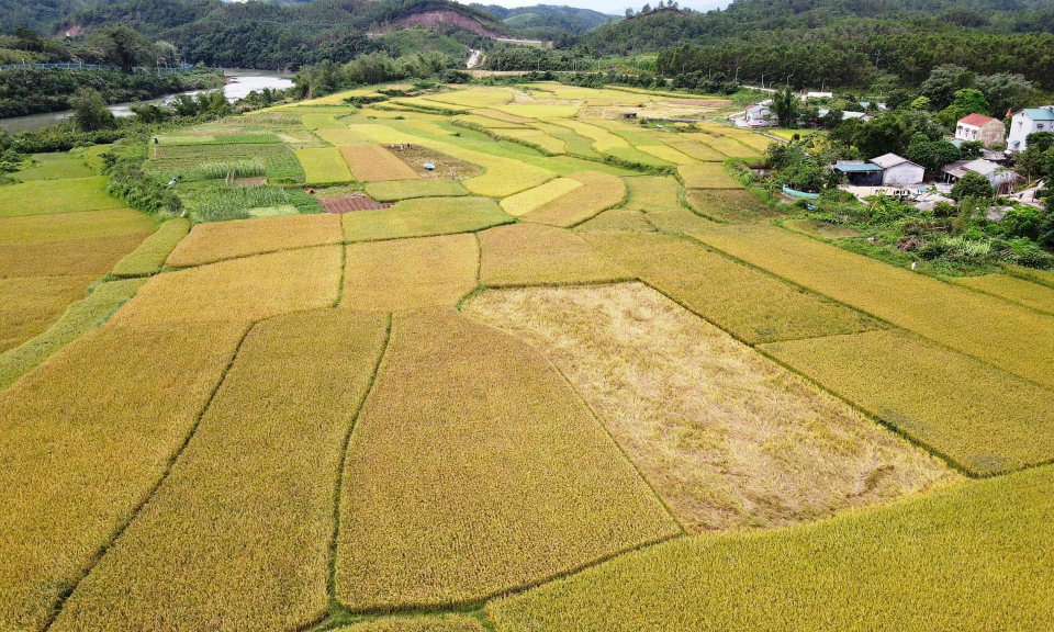 Early ripening rice season in Mong Cai city