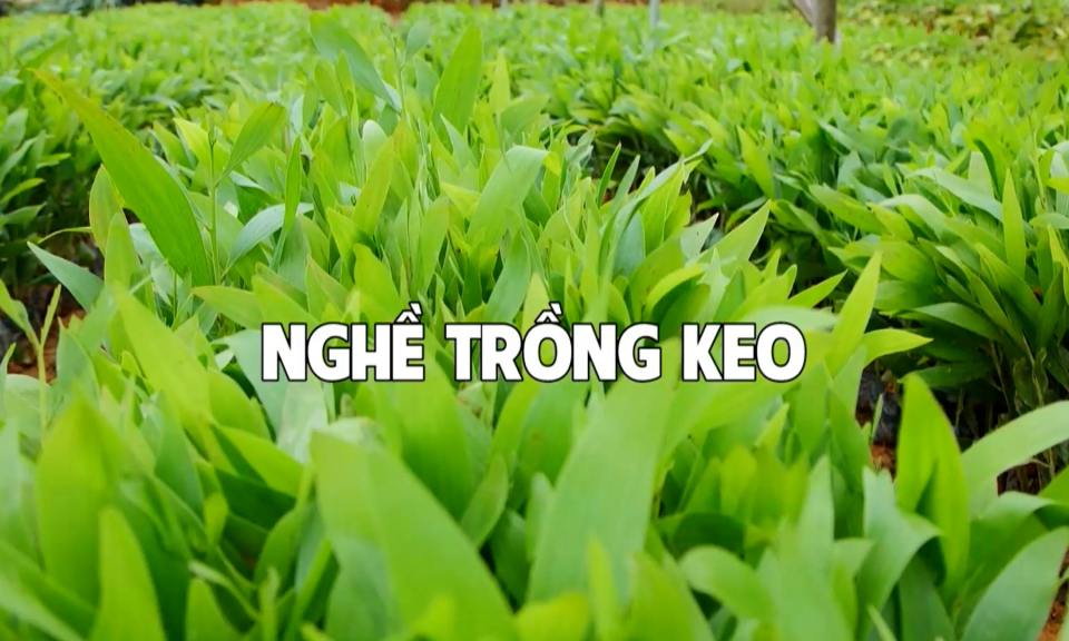 Nghề trồng keo