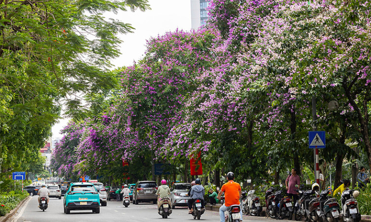 12 mùa hoa rực rỡ ở Hà Nội