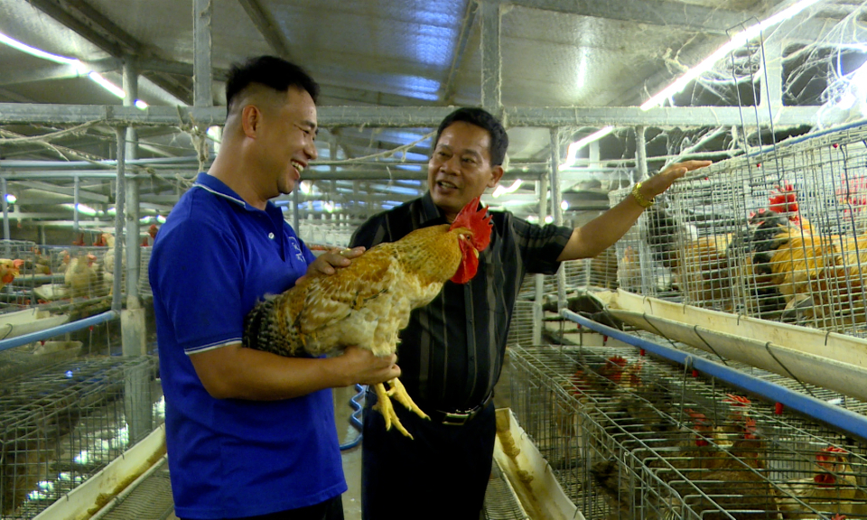 Đầm Hà: Kinh tế tập thể tiếp sức cho đồng bào dân tộc thiểu số
