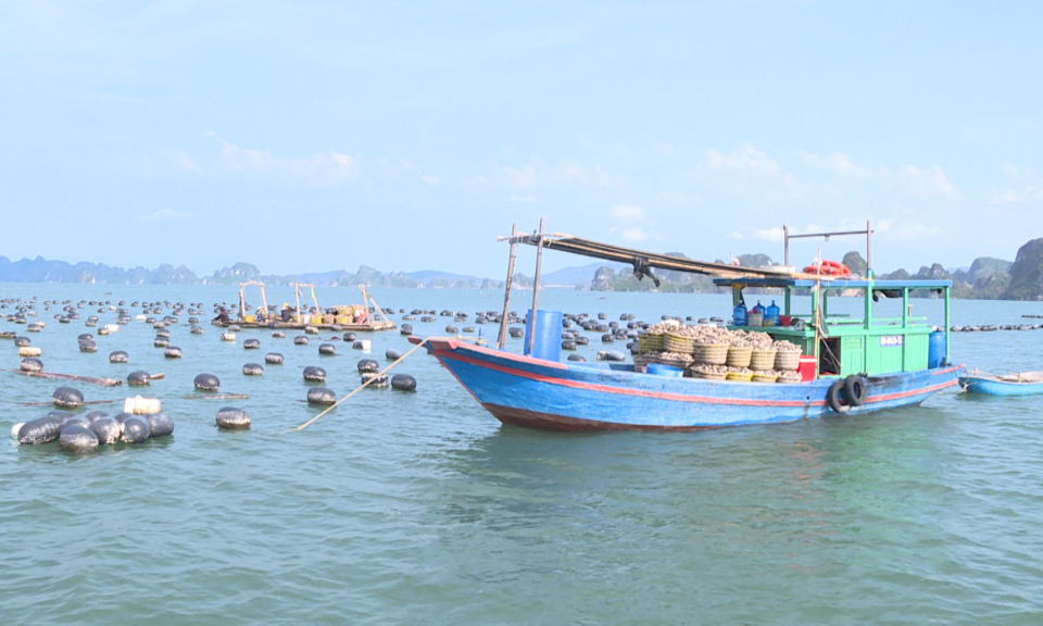 Ngành thủy sản từng bước khôi phục sản xuất