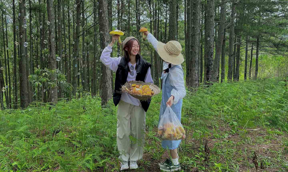 雨季来大叻松林采蘑菇吧！