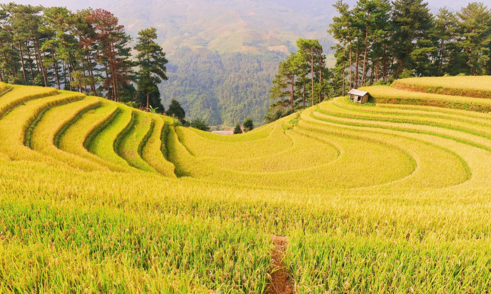 YÊN BÁI:  Sắc vàng rực rỡ trên những thửa ruộng bậc thang Mù Cang Chải