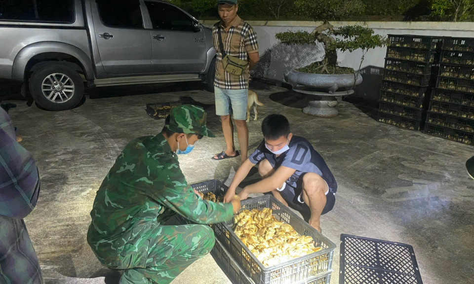 Bắt giữ đối tượng vận chuyển trái phép 12.000 con gà giống tại khu vực biên giới