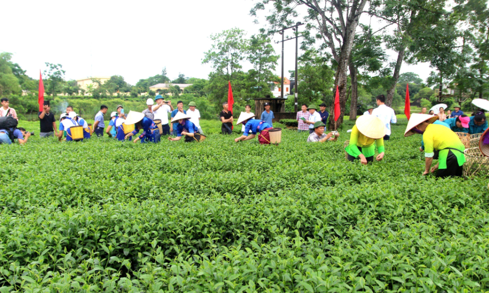 2024年唐花茶节将于10月26日至27日举行