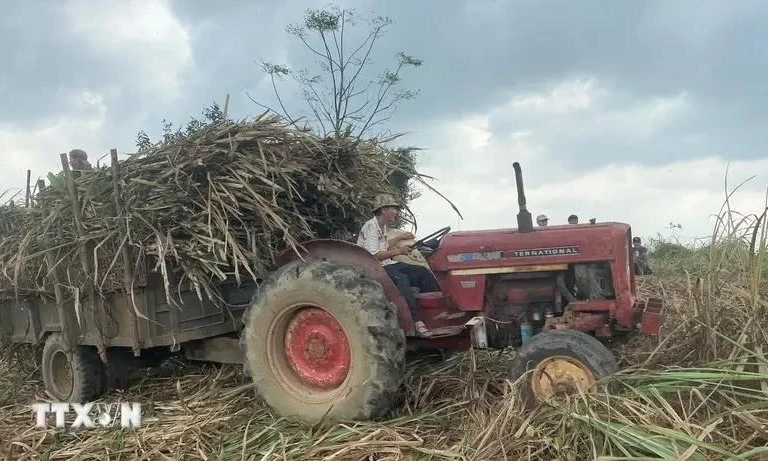 Vietnamese sugar cane tops ASEAN in productivity for first time 