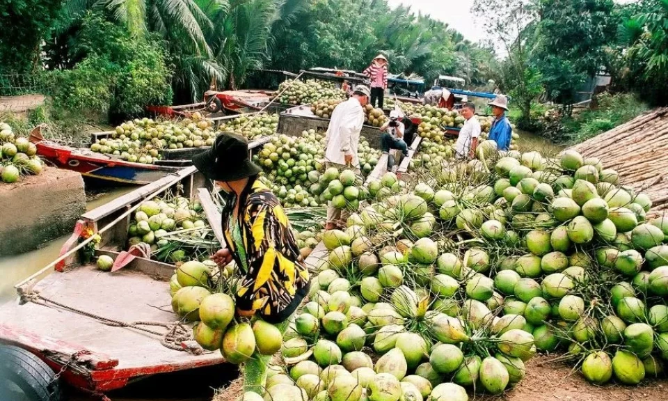 Nông dân phấn khởi nhờ xuất khẩu dừa tươi sang Trung Quốc tăng mạnh