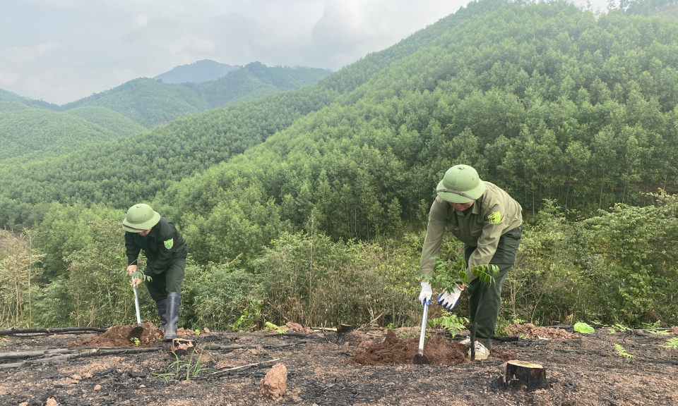 Xanh lại những cánh rừng