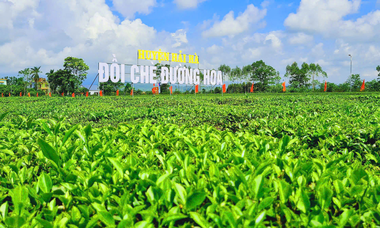 Duong Hoa Tea Flower Festival ready to welcome tourists