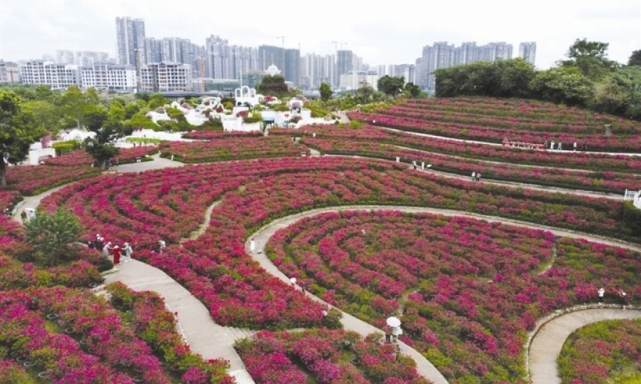 赏花赏景赏秋色 南宁“赏花经济”正火热