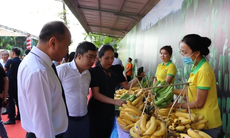 Việt Nam trở thành nguồn cung chuối lớn nhất cho Trung Quốc