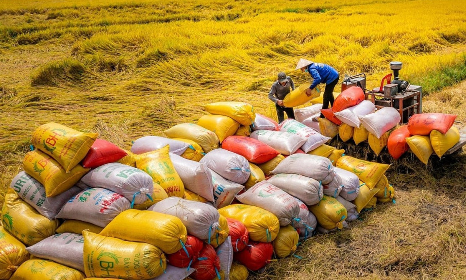 Gạo Việt đối diện với những ‘cơn sóng’ nhẹ