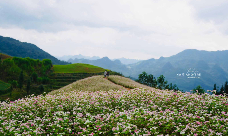 Tam giác mạch nở rộ trên cao nguyên đá Hà Giang