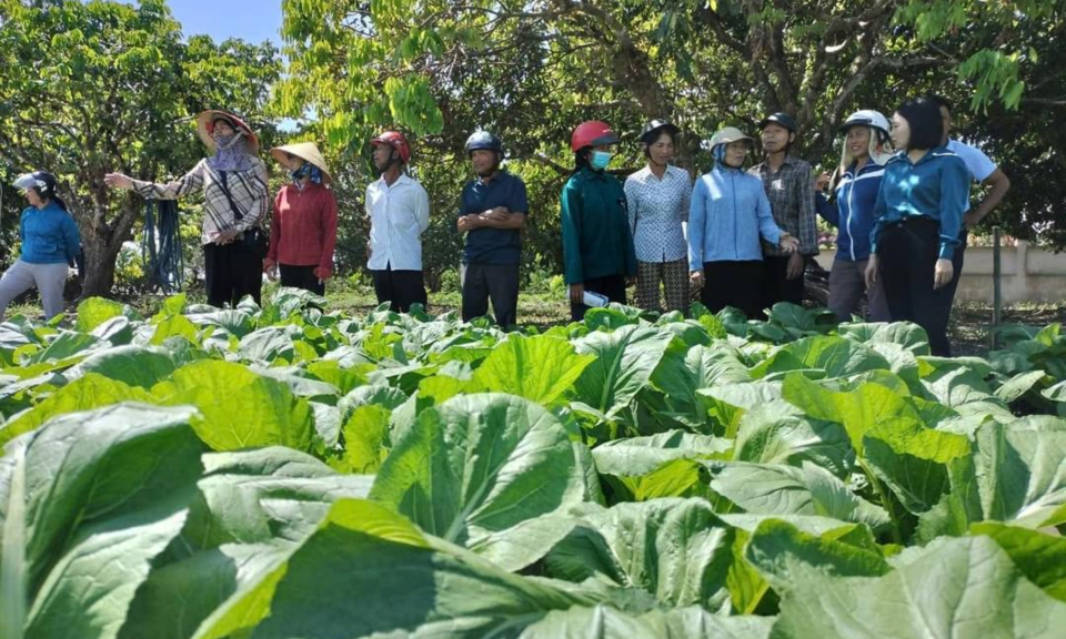 Hiệu quả từ mô hình quản lý dịch hại tổng hợp