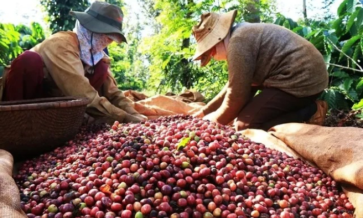 Cà phê Việt Nam thắng lớn