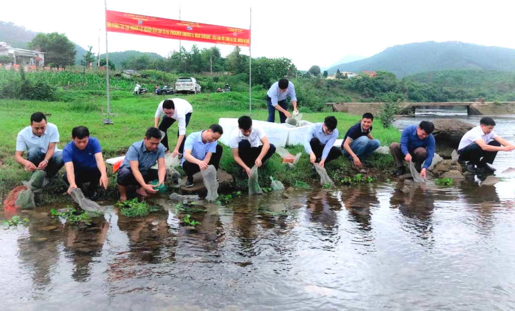 UBND huyện phối hợp với các sở, ban, ngành của tỉnh, trung ương thả hơn 10.000 con giống cà ra tại sông Ba Chẽ vào tháng 4/2022