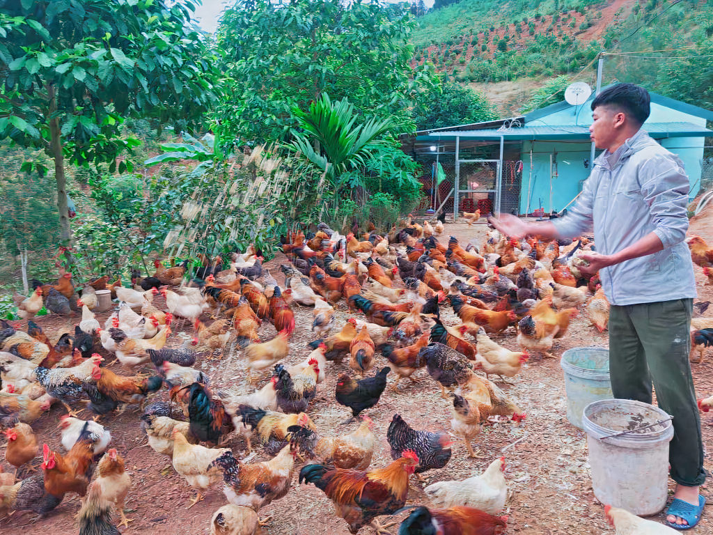 Mô hình chăn nuôi gà dưới tán trà hoa vàng của anh Đàm Văn Triệu, xã Thanh Sơn (huyện Ba Chẽ).