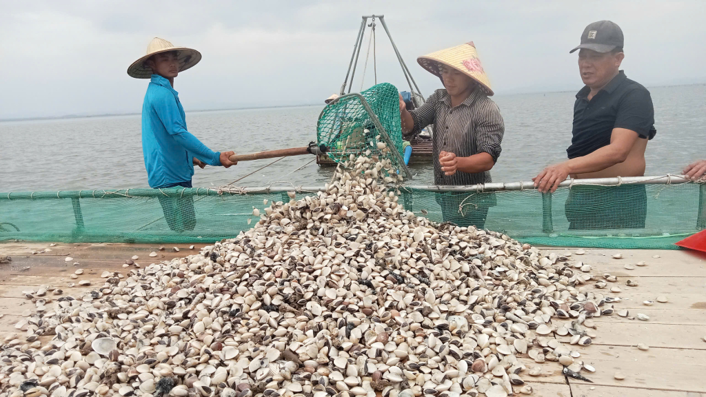Công nhân HTX nuôi trồng thủy sản Thành Vân đánh ngao thả nuôi tại khu vực Ba chạc-Vùng biển giáp ranh giữa TP Móng Cái và huyện Hải Hà