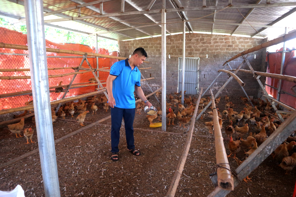 Mô hình kinh tế chăn nuôi gà của Liêu Văn Sáng (thôn Đầm Tròn, xã Bình Dân, huyện Vân Đồn).