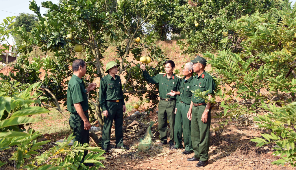 Hội CCB xã Việt Dân giúp nhau phát triển mô hình trồng cây có múi.