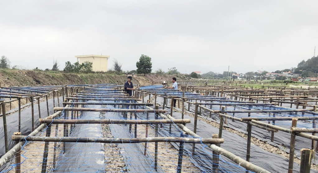 Các thành viên của HTX Du lịch Thiên đường Thiên Mục hoa (phường Hồng Phong, TP Đông Triều) chuẩn bị trồng giống hoa mới phục vụ dịp hoa xuân năm 2025.
