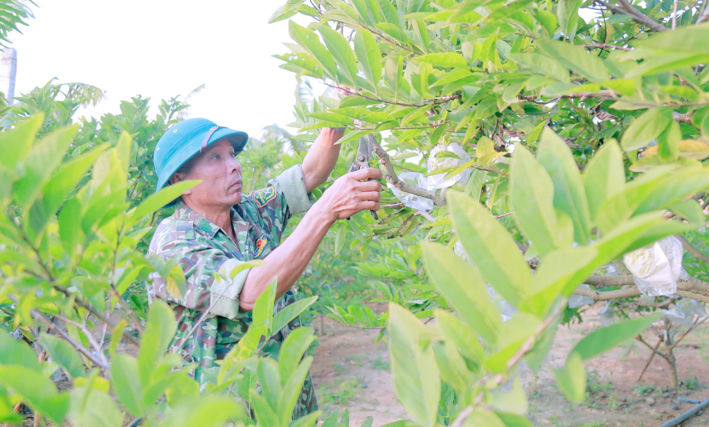 Nông dân xã Việt Dân trồng na VietGap.