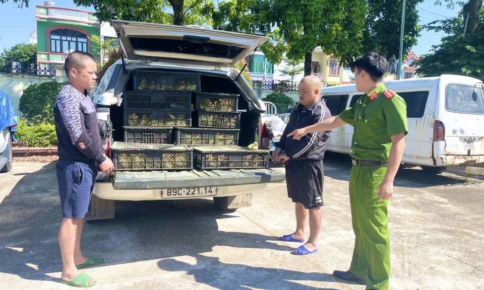 Công an huyện Hải Hà bắt giữ 13.240 con gà, vịt giống nhập lậu