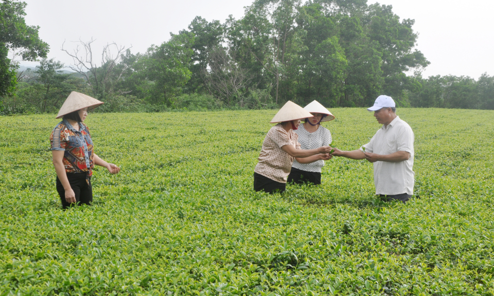 Làm du lịch sinh thái trên nương chè Đường Hoa