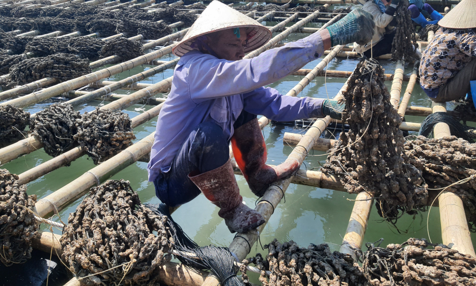 Tập trung phát triển thuỷ sản ở những vùng nuôi biển trọng điểm