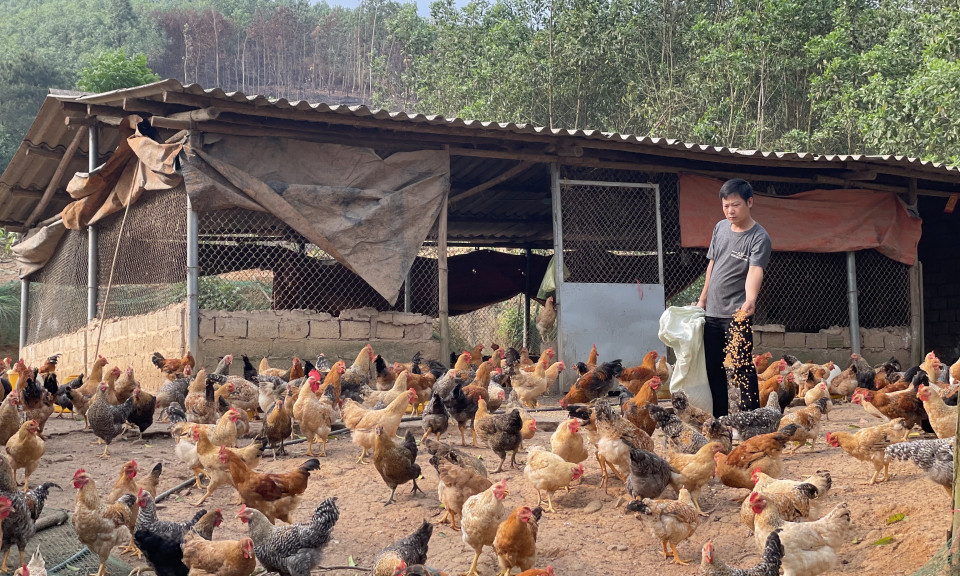 Làm giàu từ kinh tế trang trại