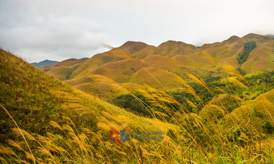 Lost in the reed flower paradise in Binh Lieu