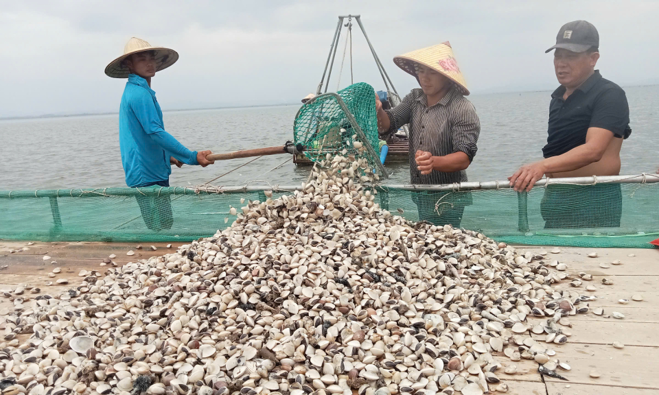 Mặn mòi nghề nuôi ngao, nghêu ở Hải Hà