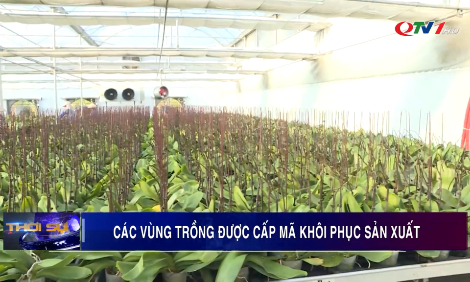 Các vùng trồng được cấp mã khôi phục sản xuất