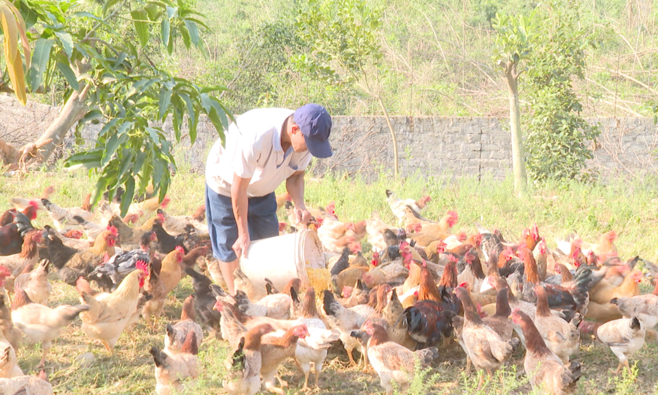 TP Uông Bí: Nông dân tập trung tái đàn gia súc, gia cầm