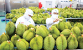 Fruit and vegetable export turnover breaks new record of US$6 billion