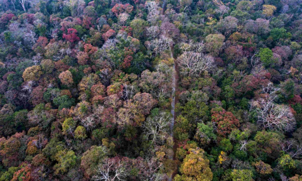 越南一国家公园成为越南首个入选世界自然保护联盟（IUCN）绿色名录的公园