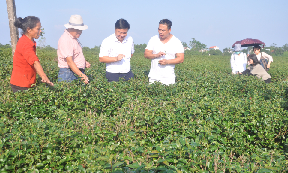 Tươi đẹp vùng chè Đường Hoa