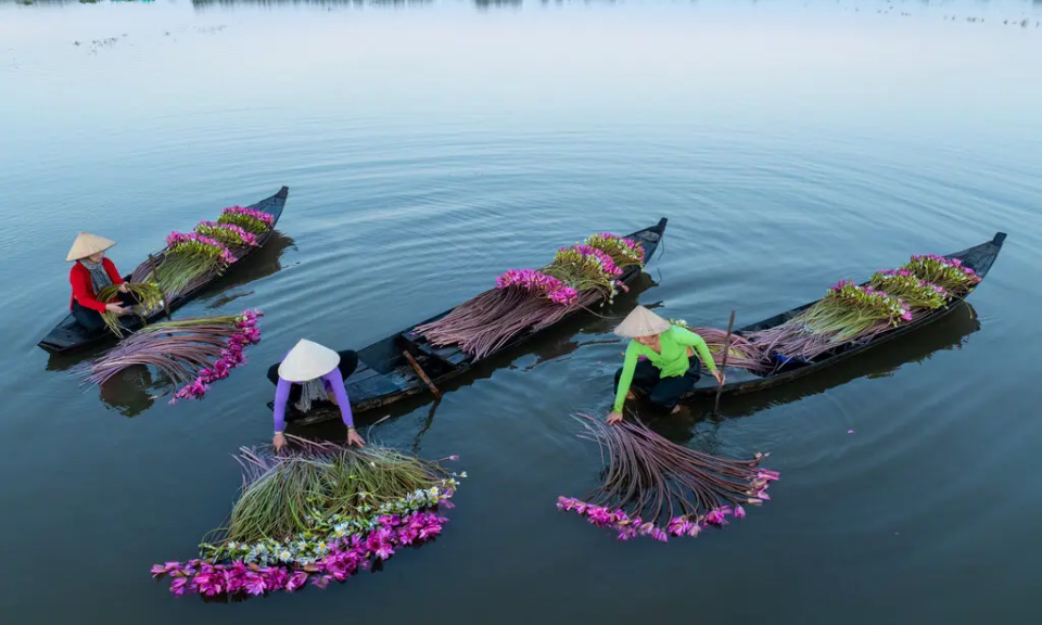 Báo Tây ngỡ ngàng cảnh thu hoạch hoa súng ở Việt Nam