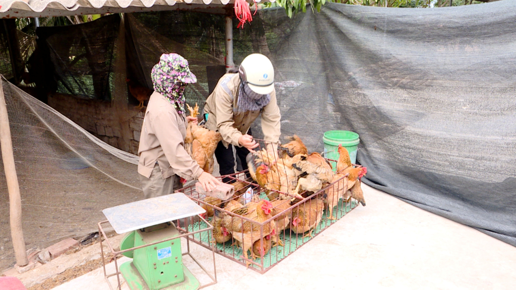 Chị Tống Thị Hậu – Khu Bình Lục Thượng, phường Hồng Phong (TP Đông Triều) xuất bán đàn gia cầm.