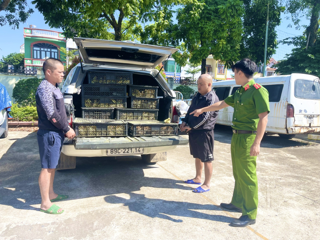 Công an huyện Hải Hà phối hợp với Chi cục Hải quan Bắc Phong Sinh bắt giữ đối tượng vận chuyển trái phép hơn 13.200 con gia cầm giống tại khu vực biên giới ngày 31/10/2024 (Ảnh: Trung tâm Truyền thông Văn hóa huyện Hải Hà) 